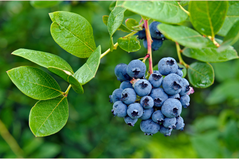 Fresh Blueberries 1.5kg