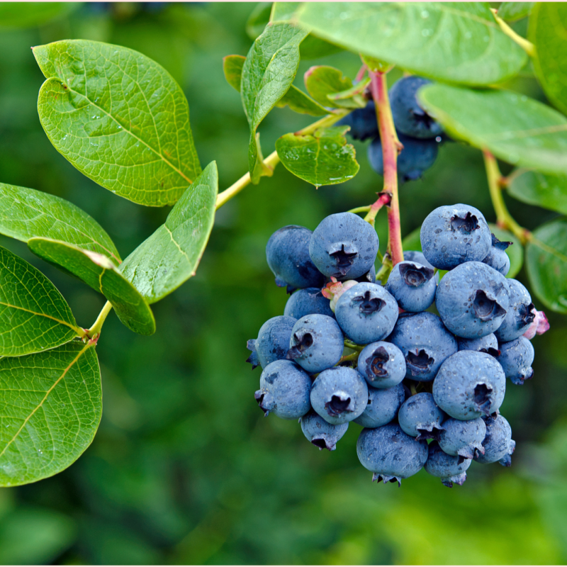 Fresh Blueberries 1.5kg